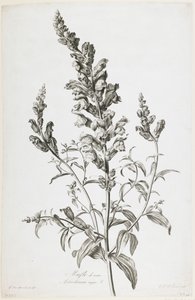 Calf Muffin，来自Nature&39;s Drawn Flowers，c.1800（点画雕刻）